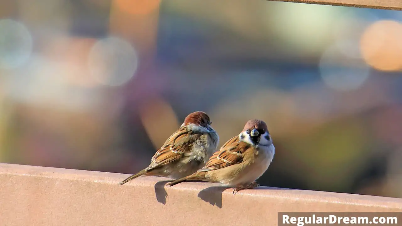 Sparrow Dream - What does sparrow dream symbolises