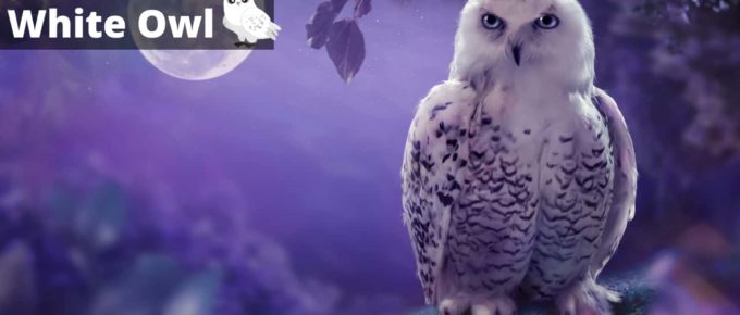 Dream about White Owl- What does such dream means?