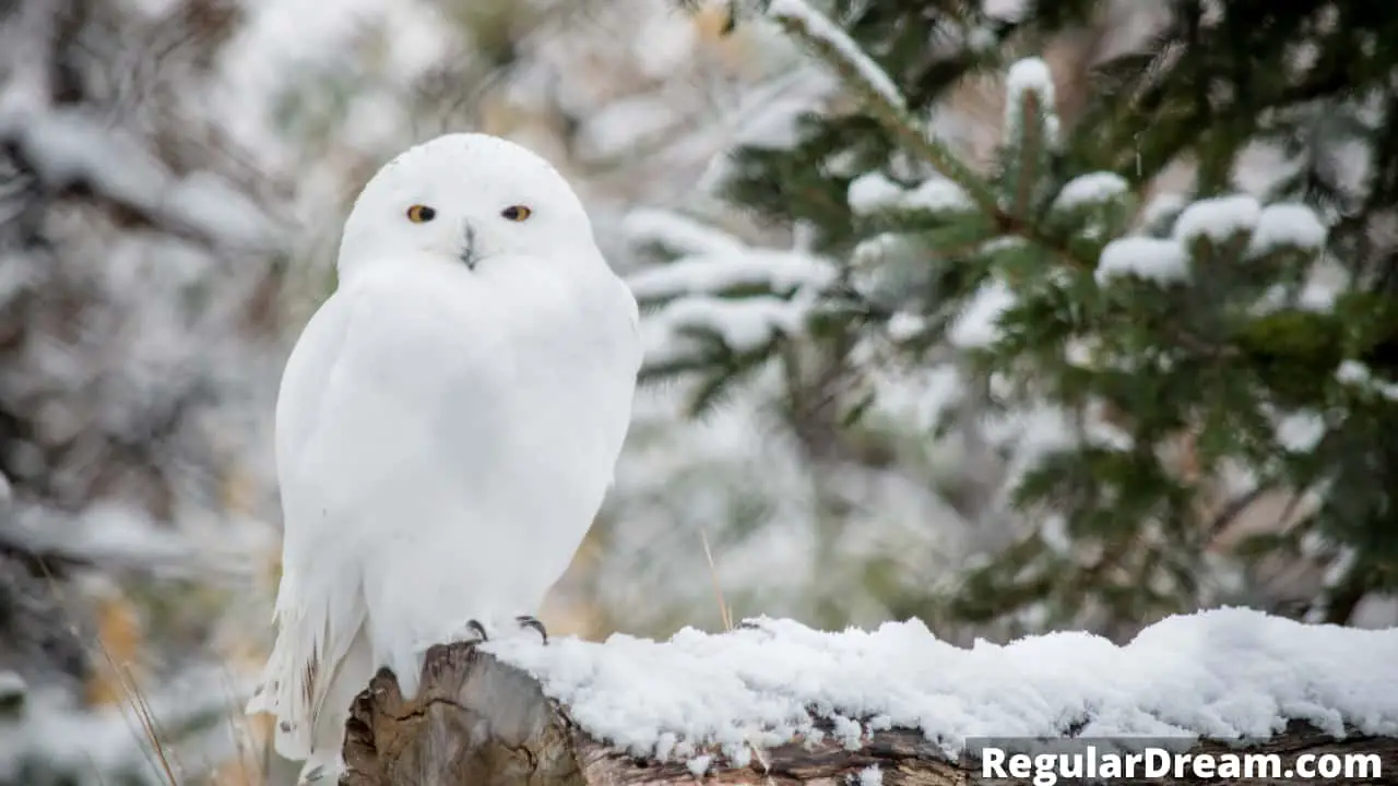 Dream interpretation of White owl - What does White owl symbolise in dream