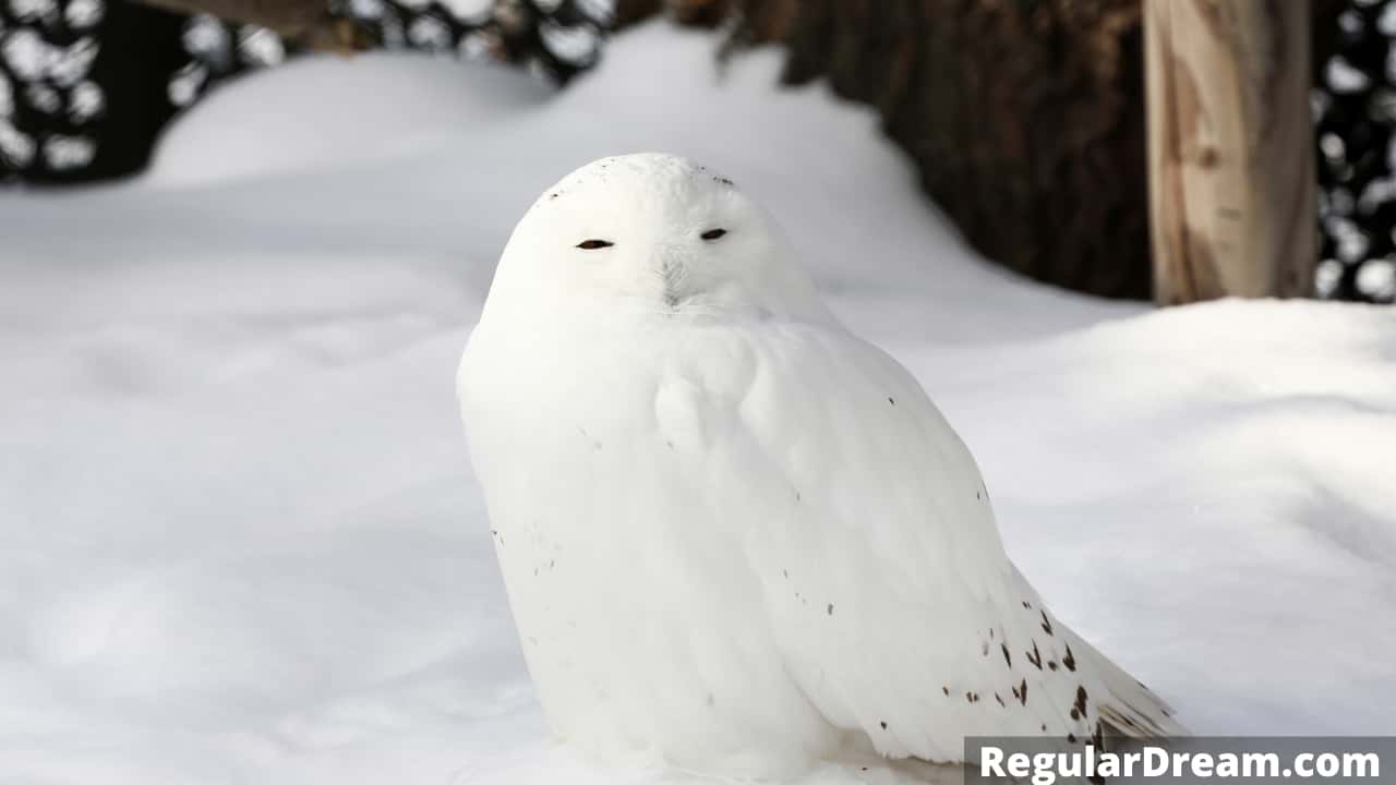 Dreams about White Owl - Meaning and Interpretation of White Owl Dream