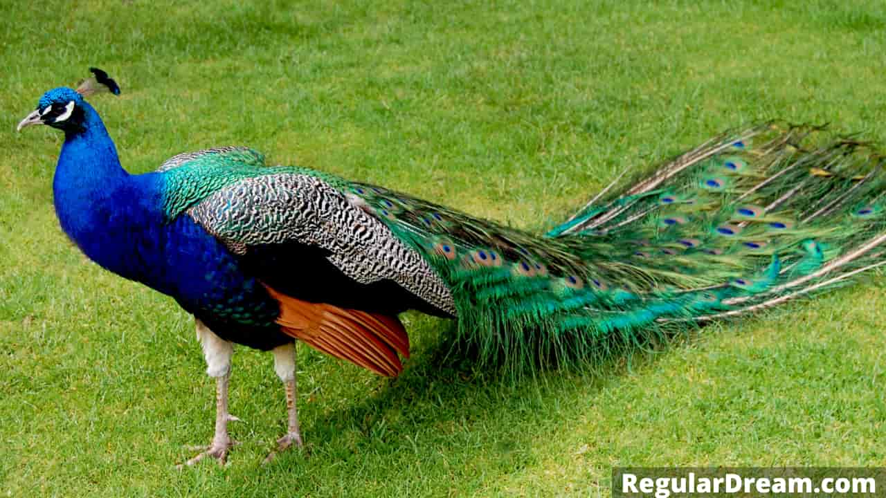 The real meaning of peacock in dream - What peacock really symbolises