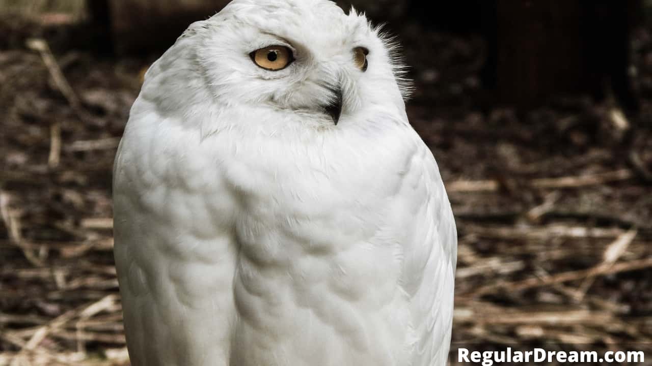 Why I keep dreaming about White Owl? What does such dream means?