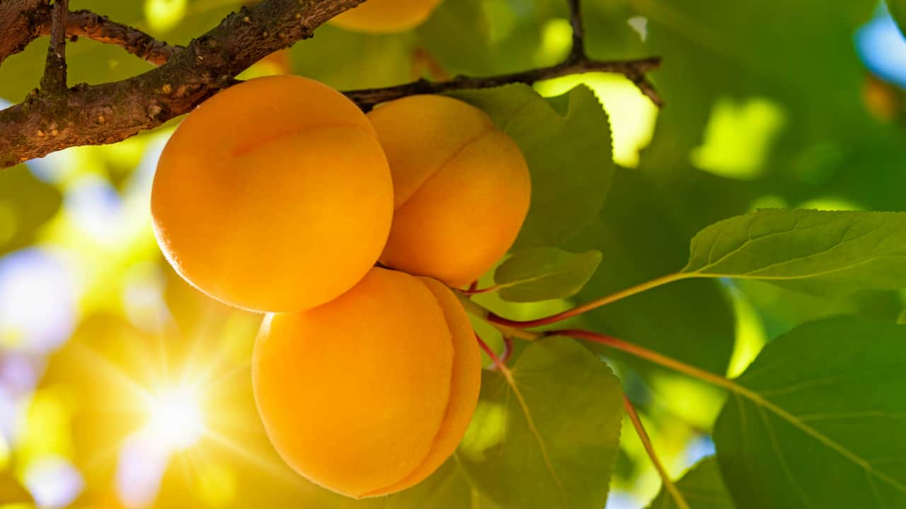 Apricot in Dream - What does Apricot in dream means?