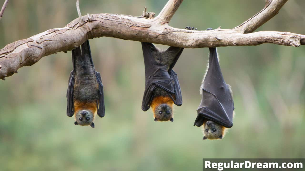 Dream interpretation of bat - What does bat symbolise in dream