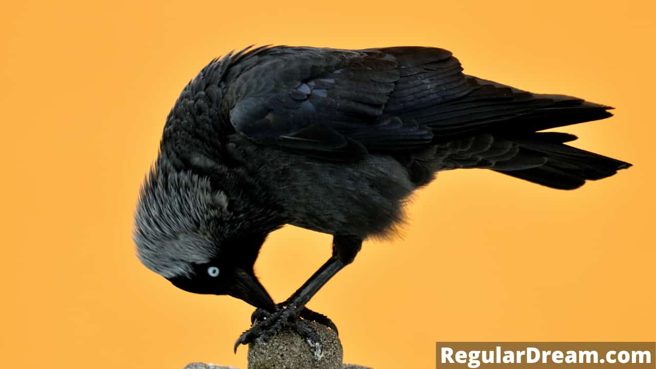 Dreams about Jackdaw - Meaning and Interpretation of Jackdaw Dream