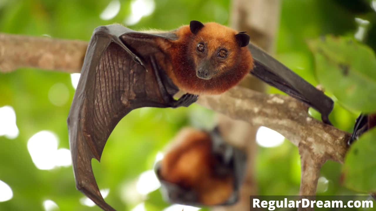 Dreams about bat - Meaning and Interpretation of bat Dream