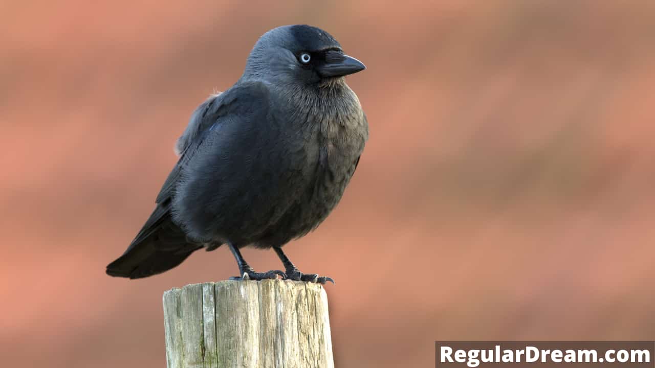 What does dream about Jackdaw means? Does this dream has a special significance?