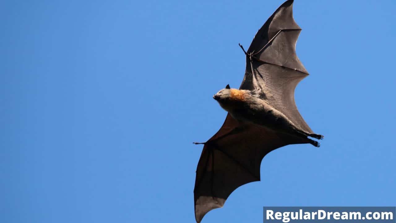 What does dream about bat means? Does this dream has a special significance?