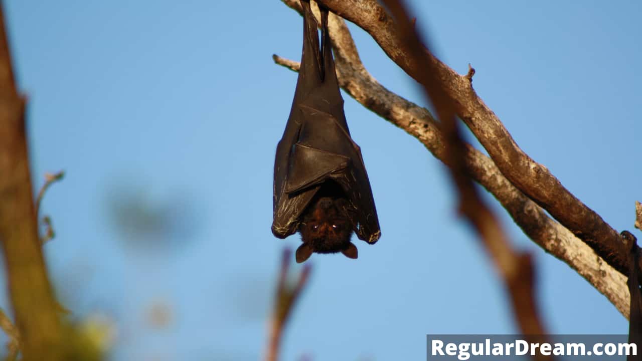 What does it mean to dream about bat? bat dream symbolism