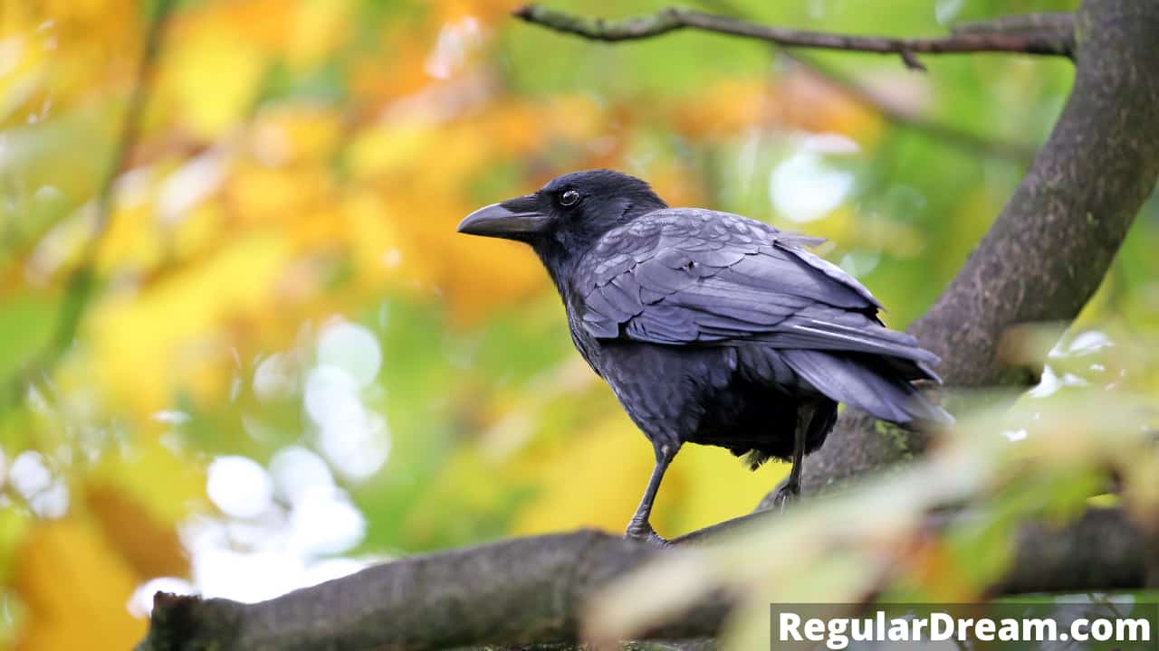 Why I keep dreaming about Secrets? What does Jackdaw dream means?