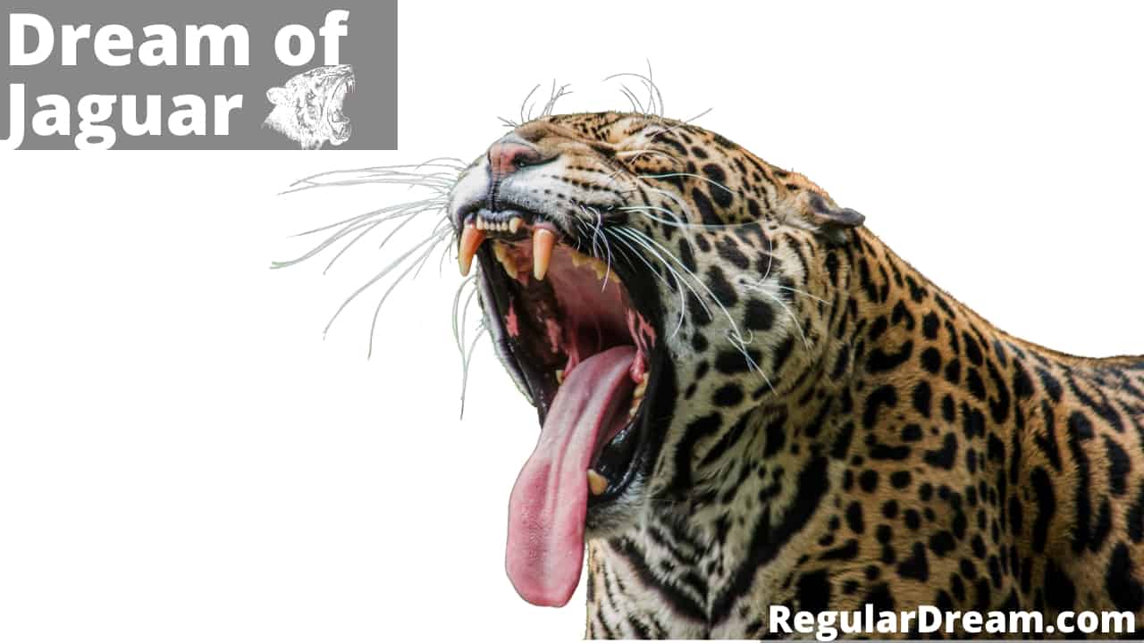 Dream about Jaguar - What does Jaguar dream means?