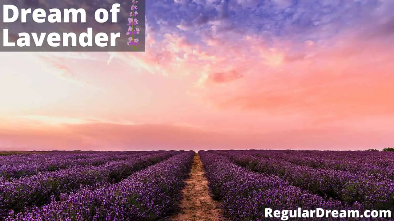 Dream about Lavender - What does Lavender dream means?