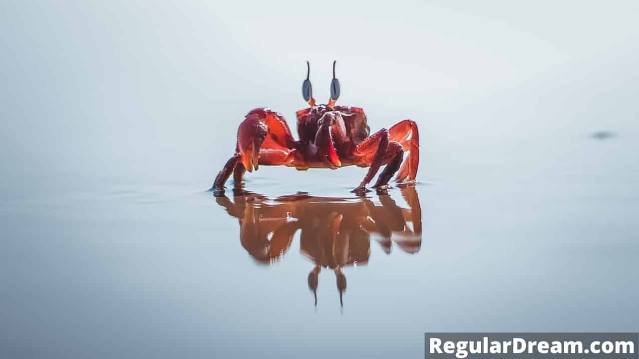 Dream interpretation of Crab - What does Crab symbolise in dream