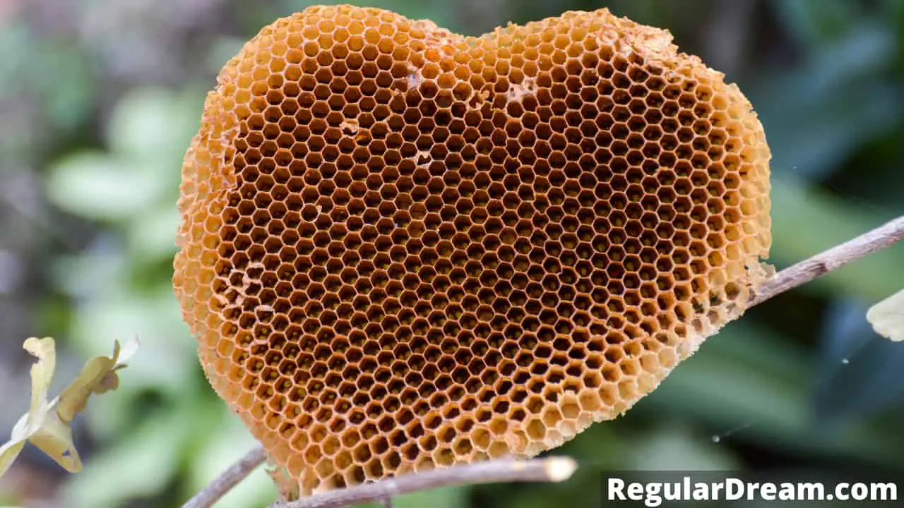 Dreams about Honeycomb - Meaning and Interpretation of Honeycomb Dream