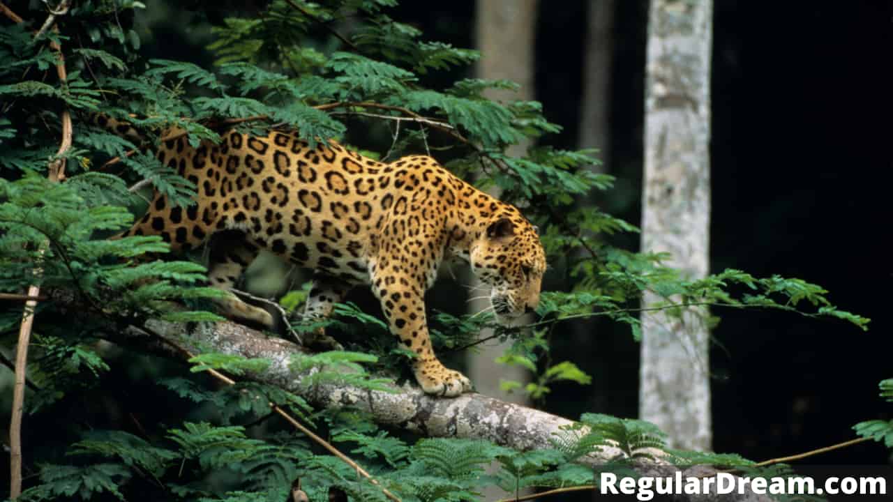 Dreams about Jaguar - Meaning and Interpretation of Jaguar Dream