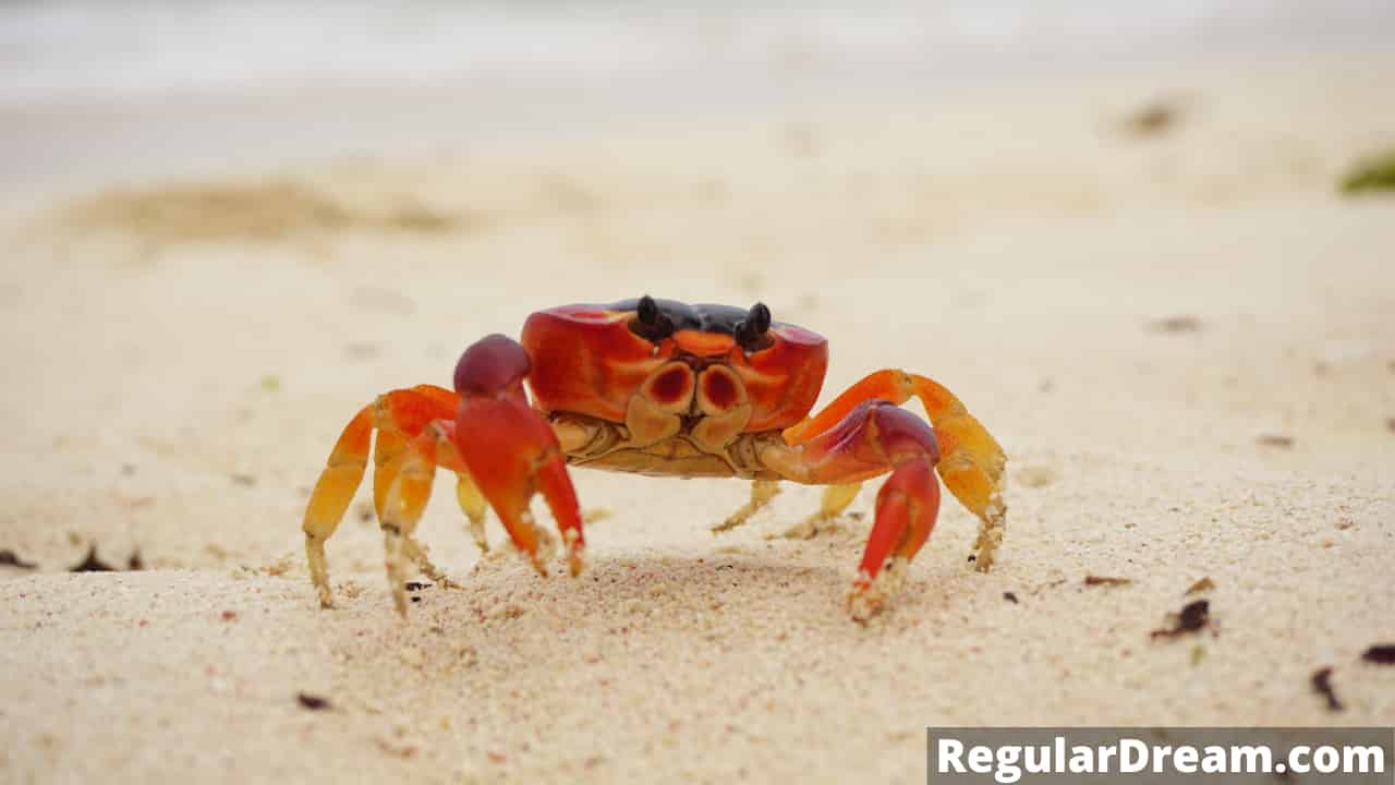 What does dream about Crab means? Does this dream has a special significance?