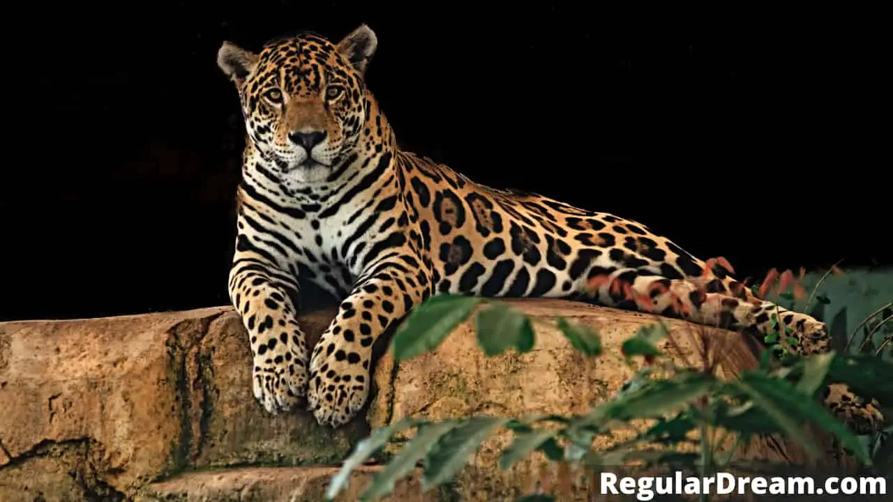 What does dream about Jaguar means? Does this dream has a special significance?