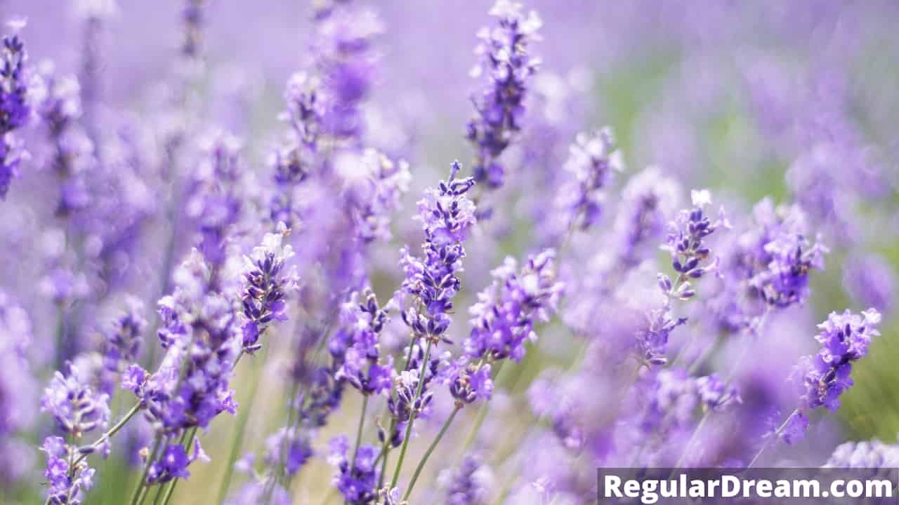 What does dream about Lavender means? Does this dream has a special significance?