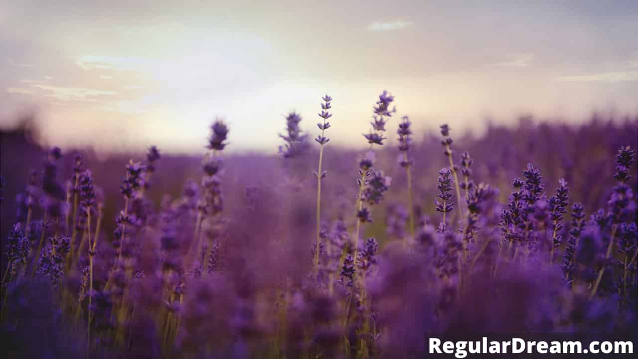 Why I keep dreaming about Lavender? What does Lavender dream means?