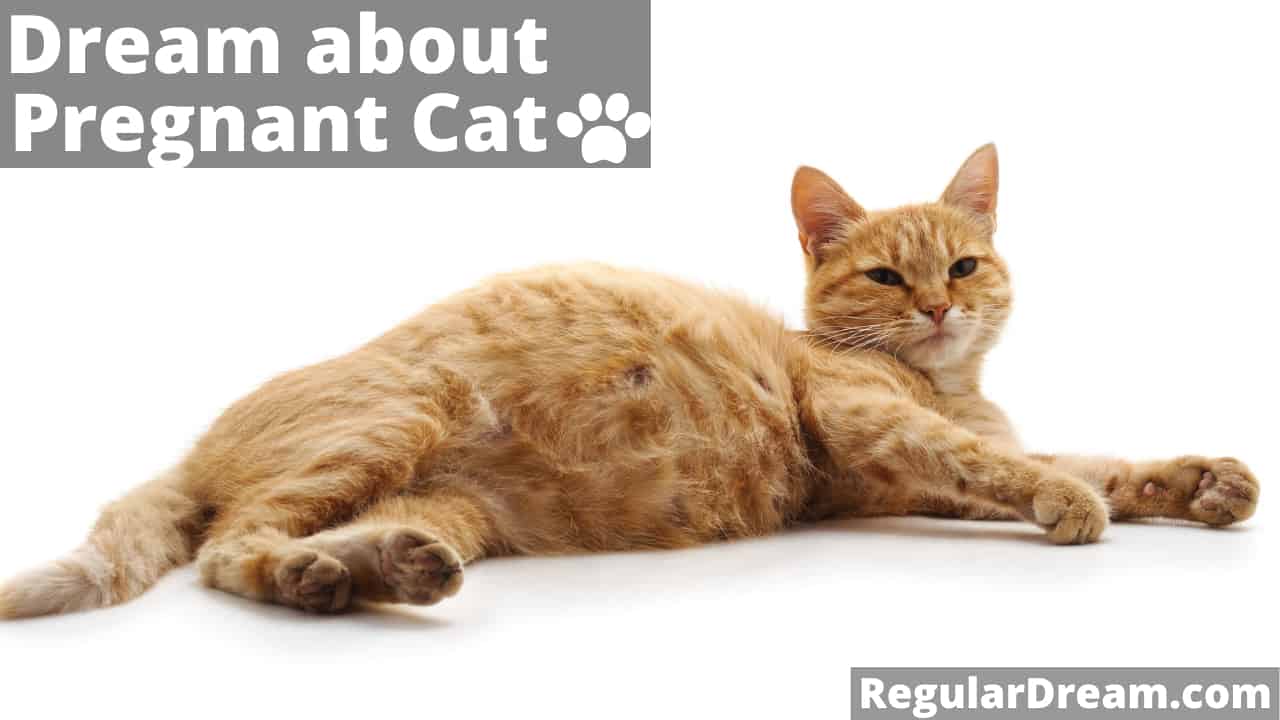 Dream about Pregnant Cat - What does Pregnant Cat dream means?