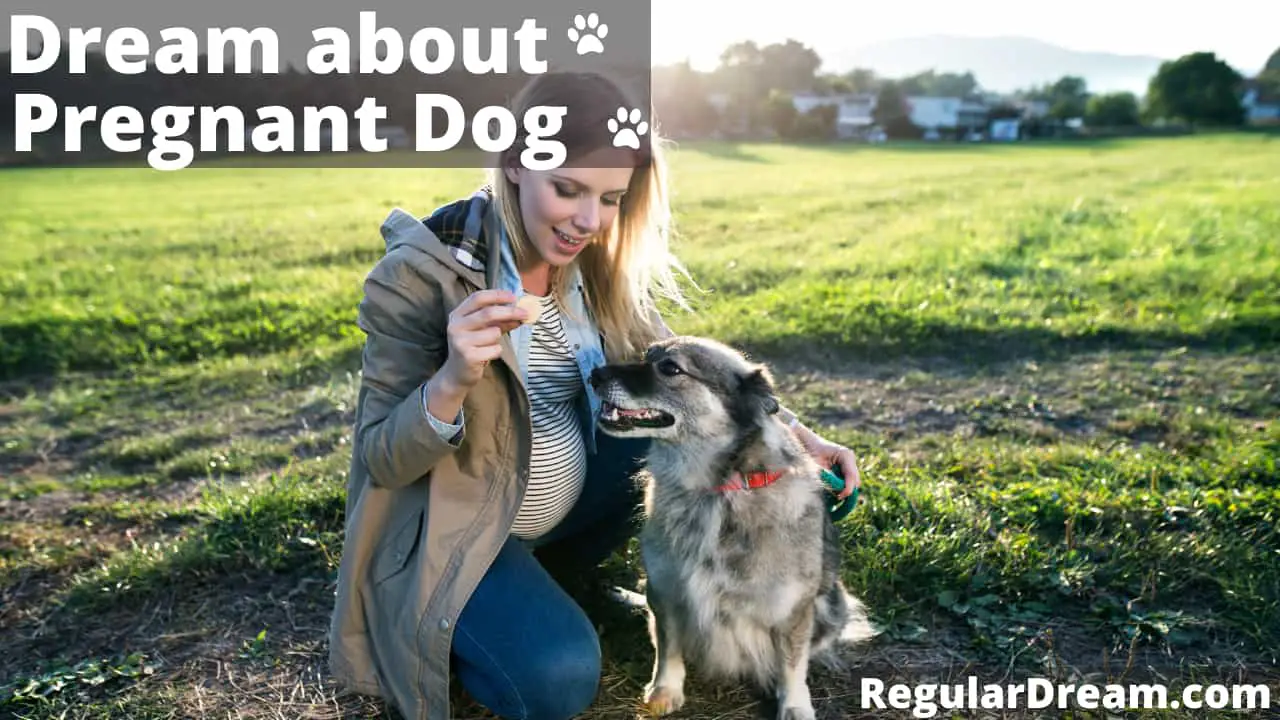 Dream about Pregnant Dog - What does Pregnant Dog dream means?