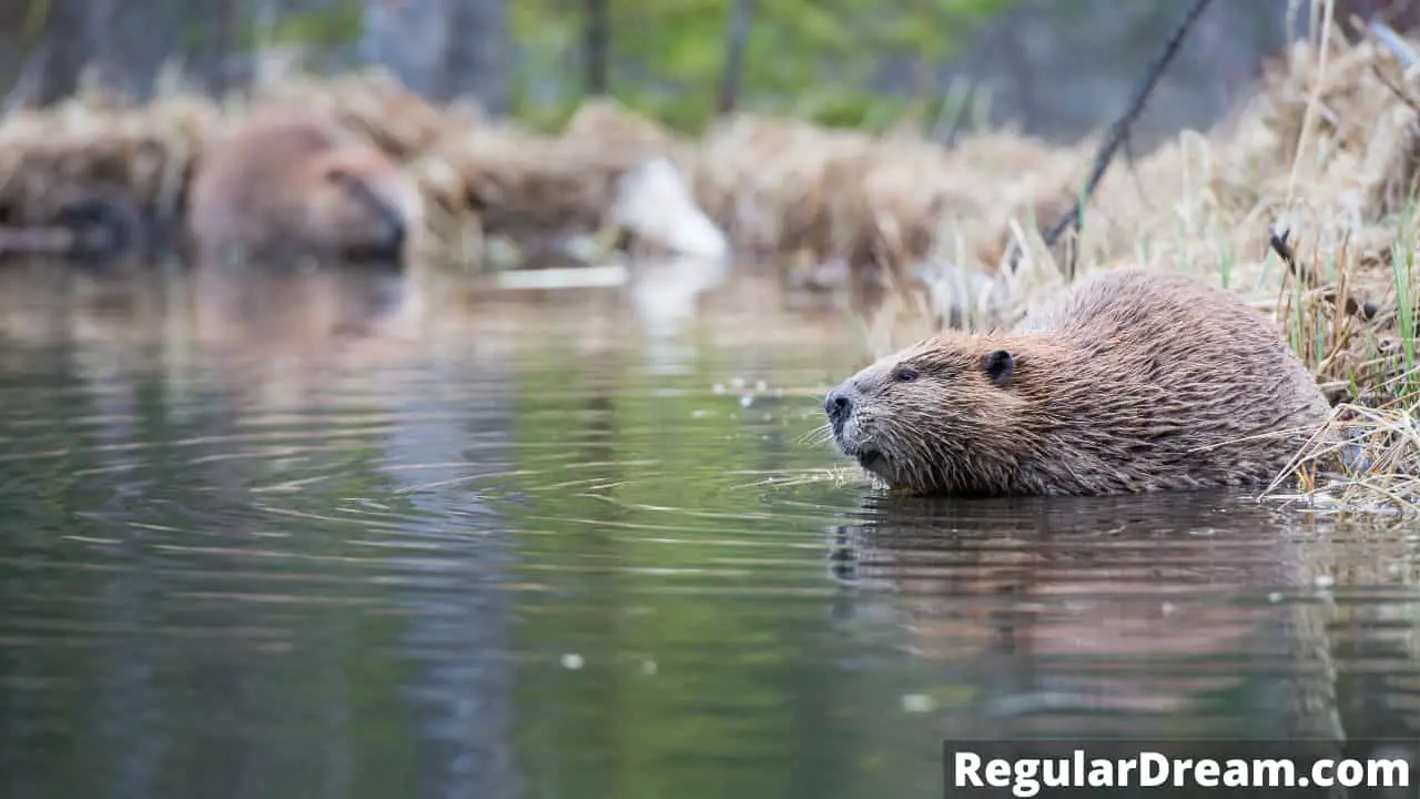 What does it mean to dream about Beaver? Beaver dream symbolism