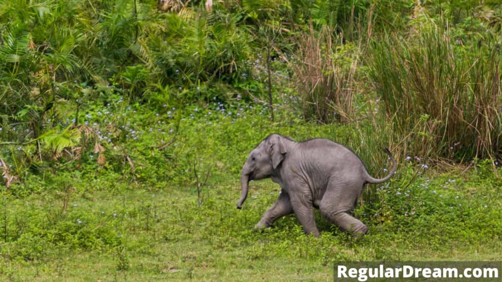 Dream About Baby Elephant Meaning, Interpretation & Symbol