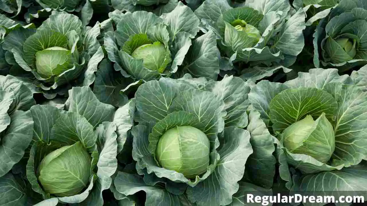It shows the meaning of the dream about Cabbage. If you recently saw Cabbage in dreams, this will help you interpret it.
