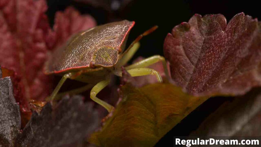 Dream about Bedbugs Meaning, Interpretation & Symbol